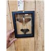 Image 4 : Giant Peruvian Grasshopper & Beetle In Glass Frame