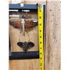 Image 5 : Giant Peruvian Grasshopper & Beetle In Glass Frame