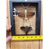 Image 6 : Giant Peruvian Grasshopper & Beetle In Glass Frame