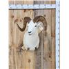 Image 1 : Beautiful Alaskan Dall Sheep Shoulder Mount Taxidermy