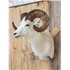 Image 2 : Beautiful Alaskan Dall Sheep Shoulder Mount Taxidermy