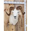 Image 4 : Beautiful Alaskan Dall Sheep Shoulder Mount Taxidermy