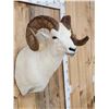 Image 5 : Beautiful Alaskan Dall Sheep Shoulder Mount Taxidermy