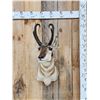 Image 1 : Pronghorn Antelope Shoulder Mount Taxidermy