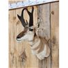 Image 2 : Pronghorn Antelope Shoulder Mount Taxidermy
