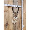 Image 3 : Pronghorn Antelope Shoulder Mount Taxidermy