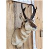 Image 4 : Pronghorn Antelope Shoulder Mount Taxidermy