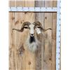 Image 1 : Big Ram Sheep Shoulder Mount Taxidermy