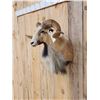 Image 2 : Big Ram Sheep Shoulder Mount Taxidermy
