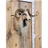Image 3 : Big Ram Sheep Shoulder Mount Taxidermy