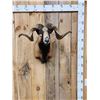 Image 1 : Mouflon Cross Ram Sheep Shoulder Mount Taxidermy