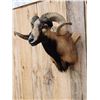 Image 2 : Mouflon Cross Ram Sheep Shoulder Mount Taxidermy