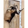 Image 3 : Mouflon Cross Ram Sheep Shoulder Mount Taxidermy