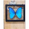 Image 1 : Beautiful Morpho Didius Butterfly Taxidermy