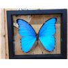 Image 2 : Beautiful Morpho Didius Butterfly Taxidermy