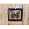 Image 3 : Beautiful Morpho Didius Butterfly Taxidermy