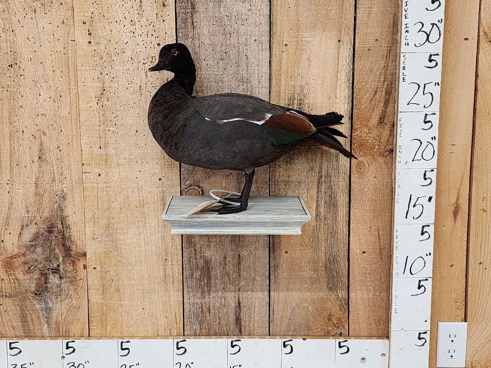 African Paradise Shell Duck Male Full Body Bird Taxidermy