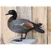 Image 2 : African Paradise Shell Duck Male Full Body Bird Taxidermy