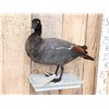 Image 3 : African Paradise Shell Duck Male Full Body Bird Taxidermy
