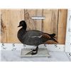 Image 6 : African Paradise Shell Duck Male Full Body Bird Taxidermy