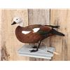 Image 2 : African Paradise Shell Duck Female Full Body Bird Taxidermy