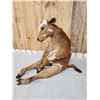 Image 5 : Sitting Bull Full Body Beef Calf Taxidermy Mount