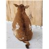 Image 7 : Sitting Bull Full Body Beef Calf Taxidermy Mount
