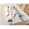 Image 5 : 2 Beautiful Ranch Fox Soft Tanned Furs Taxidermy