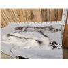 Image 7 : 2 Beautiful Ranch Fox Soft Tanned Furs Taxidermy