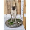 Image 1 : African Vervet Monkey Full Body Taxidermy Mount