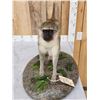 Image 3 : African Vervet Monkey Full Body Taxidermy Mount