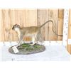Image 5 : African Vervet Monkey Full Body Taxidermy Mount