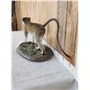 Image 6 : African Vervet Monkey Full Body Taxidermy Mount