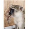 Image 7 : African Vervet Monkey Full Body Taxidermy Mount