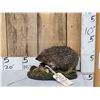 Image 1 : Hedgehog Full Body Taxidermy Mount