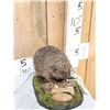 Image 3 : Hedgehog Full Body Taxidermy Mount