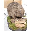 Image 4 : Hedgehog Full Body Taxidermy Mount