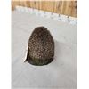 Image 6 : Hedgehog Full Body Taxidermy Mount