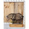Image 1 : Collared Peccary Full Body Taxidermy Mount