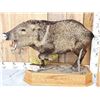 Image 2 : Collared Peccary Full Body Taxidermy Mount