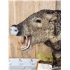 Image 3 : Collared Peccary Full Body Taxidermy Mount