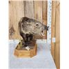 Image 4 : Collared Peccary Full Body Taxidermy Mount