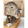Image 5 : Collared Peccary Full Body Taxidermy Mount