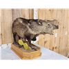 Image 6 : Collared Peccary Full Body Taxidermy Mount