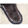 Image 4 : Black Bear Rug Taxidermy