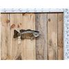 Image 1 : 18" Smallmouth Bass Real Skin Fish Taxidermy