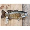 Image 2 : 18" Smallmouth Bass Real Skin Fish Taxidermy