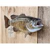 Image 3 : 18" Smallmouth Bass Real Skin Fish Taxidermy