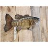 Image 4 : 18" Smallmouth Bass Real Skin Fish Taxidermy
