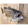 Image 5 : 18" Smallmouth Bass Real Skin Fish Taxidermy